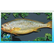 GELBES CROAKER FISCH (SEAFOOD)